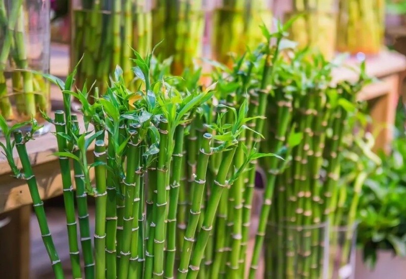 8 loài hoa “bất tử”: Càng bỏ mặc càng nở rộ, người mới trồng cũng thành công