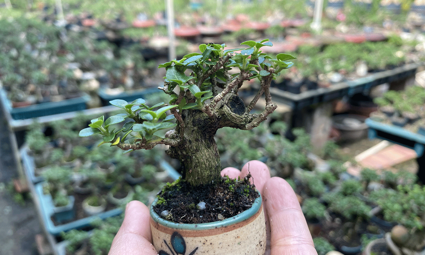 Tinh hoa thu nhỏ: Bonsai mini Đồng Tháp làm say lòng người yêu cây