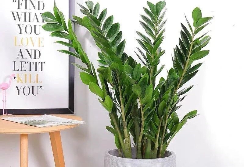 8 loài hoa “bất tử”: Càng bỏ mặc càng nở rộ, người mới trồng cũng thành công