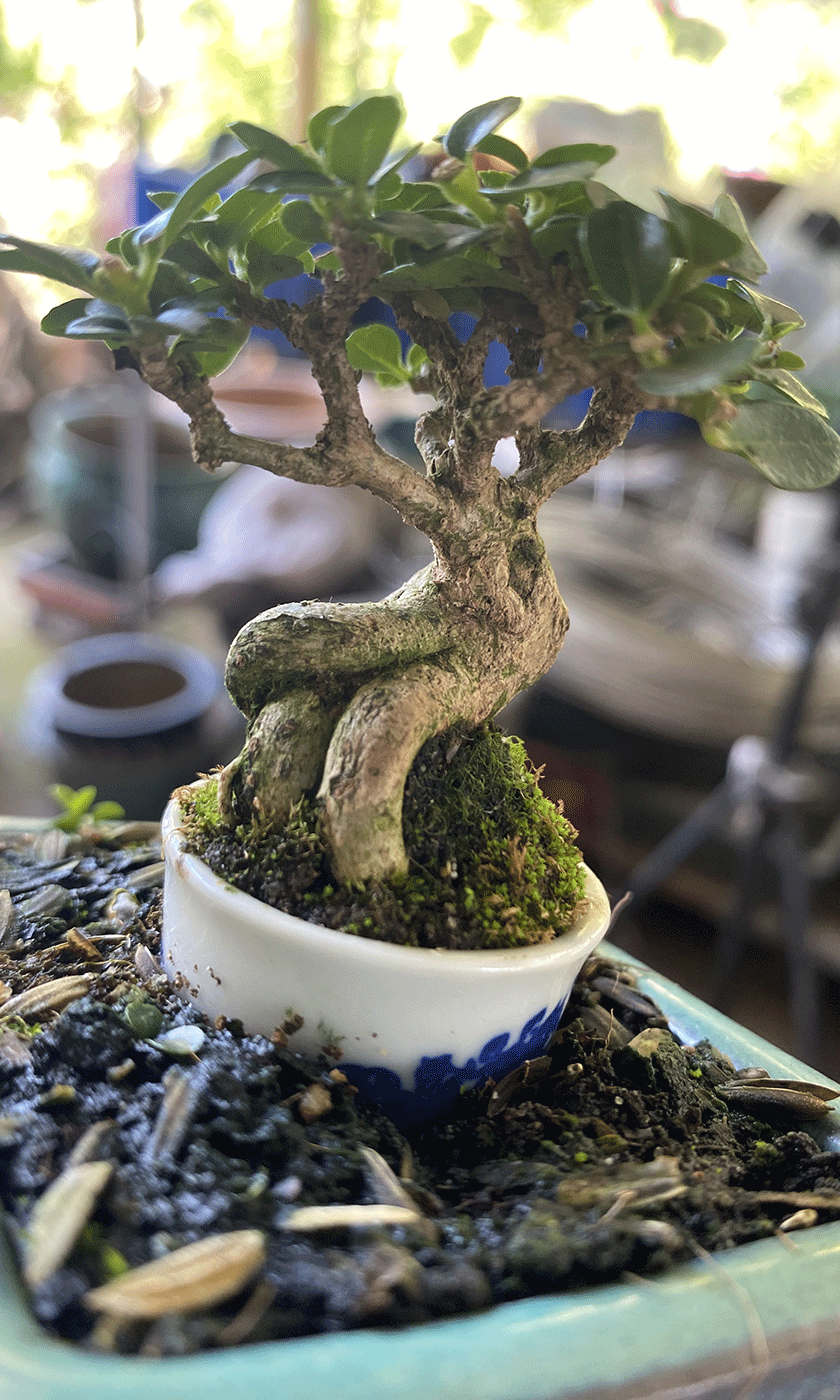 Tinh hoa thu nhỏ: Bonsai mini Đồng Tháp làm say lòng người yêu cây