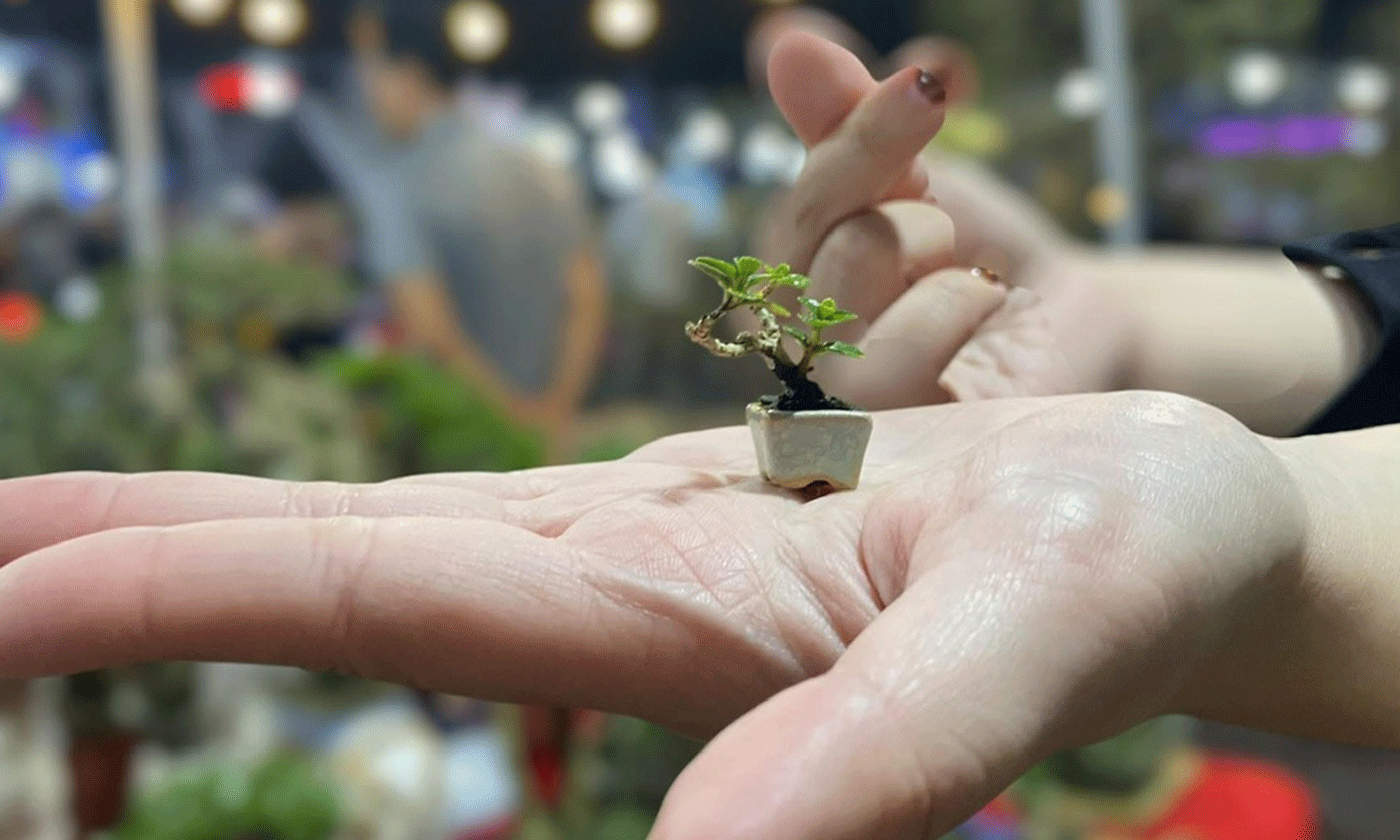 Tinh hoa thu nhỏ: Bonsai mini Đồng Tháp làm say lòng người yêu cây