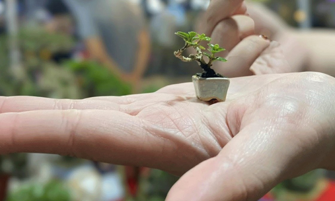 Tinh hoa thu nhỏ: Bonsai mini Đồng Tháp làm say lòng người yêu cây