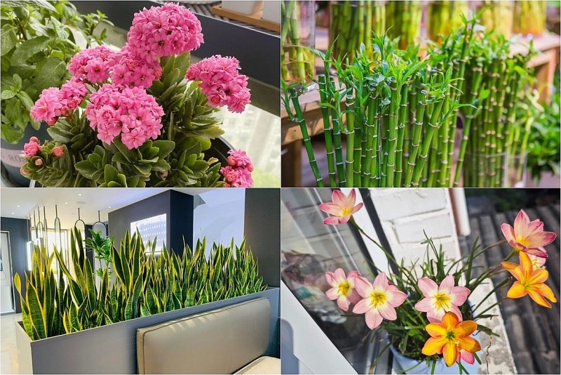 8 loài hoa “bất tử”: Càng bỏ mặc càng nở rộ, người mới trồng cũng thành công