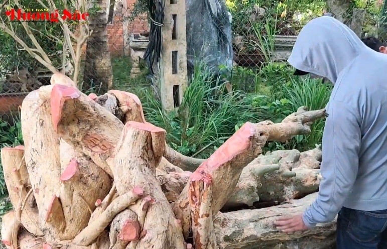 Nghệ nhân chia sẻ kỹ thuật xử lý giâm ủ phôi duối