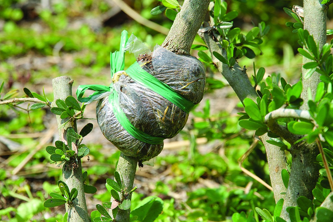 Kỹ thuật: chiết cành Linh sam