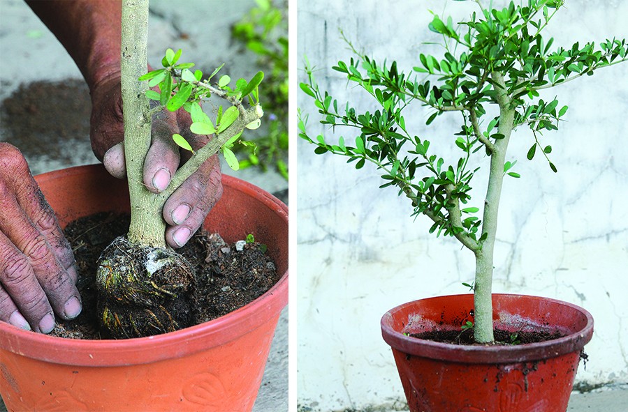 Kỹ thuật: chiết cành Linh sam