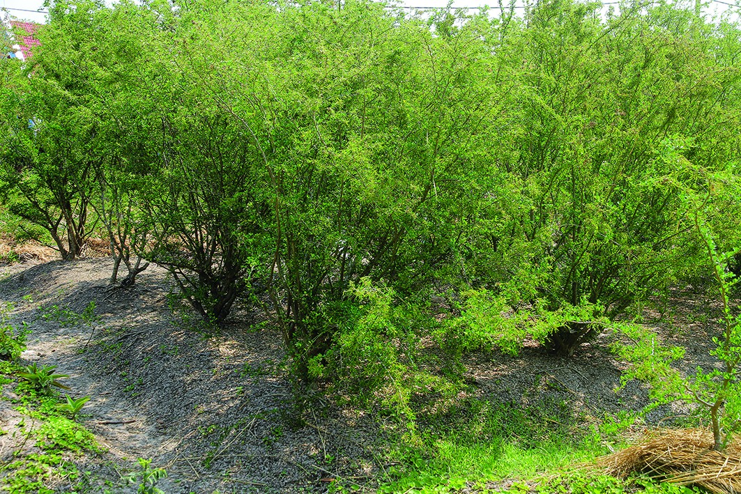 Kỹ thuật: chiết cành Linh sam