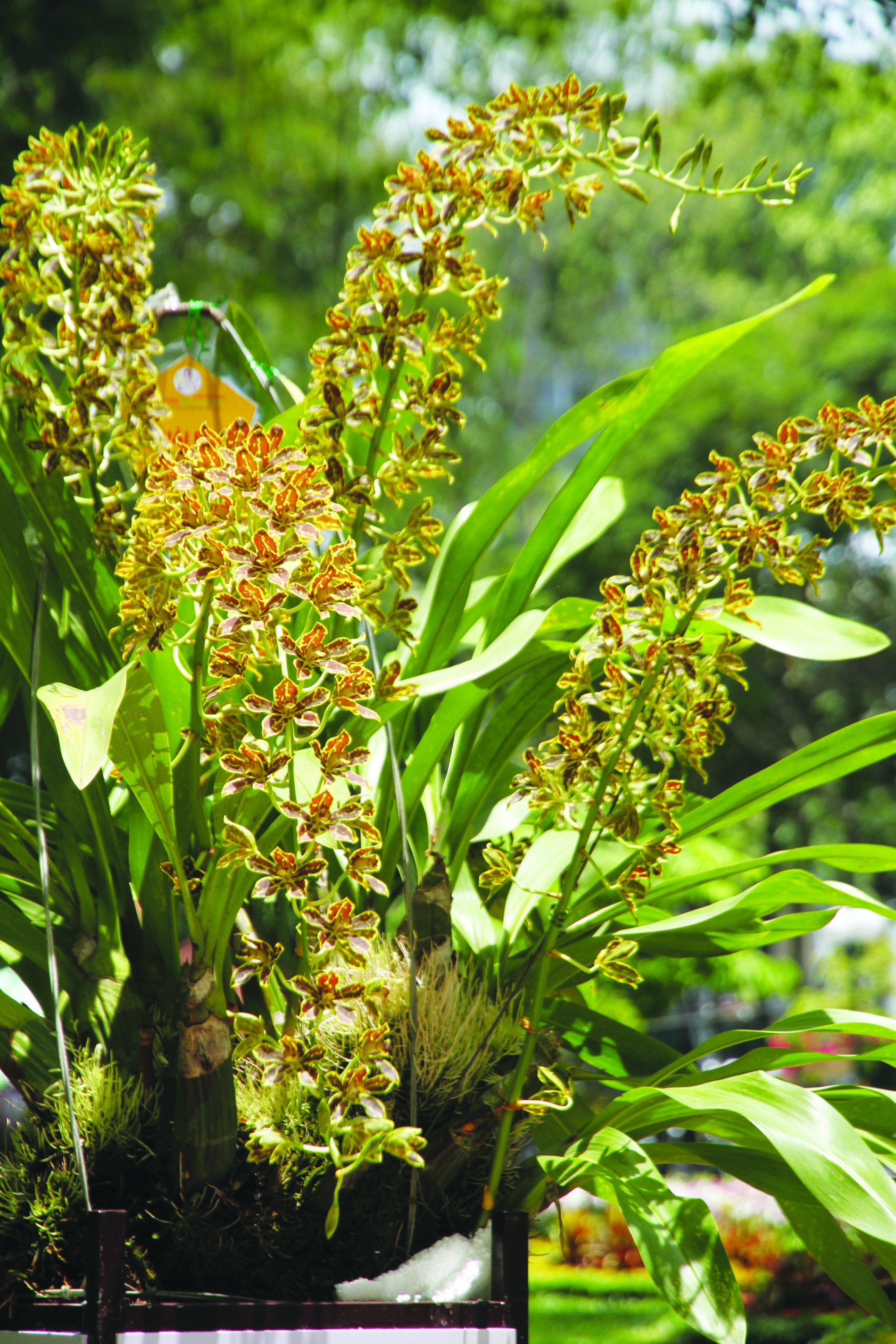 Hoàng hậu – Loài lan khổng lồ