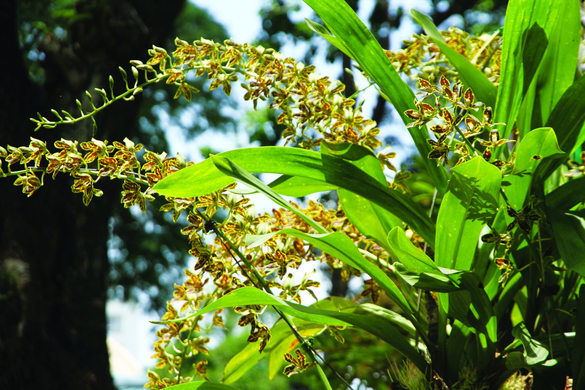 Hoàng hậu – Loài lan khổng lồ