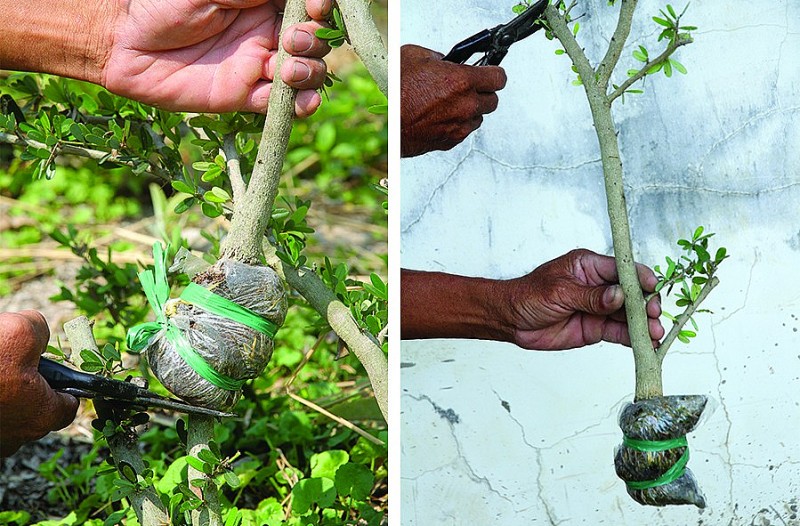 Kỹ thuật: chiết cành Linh sam