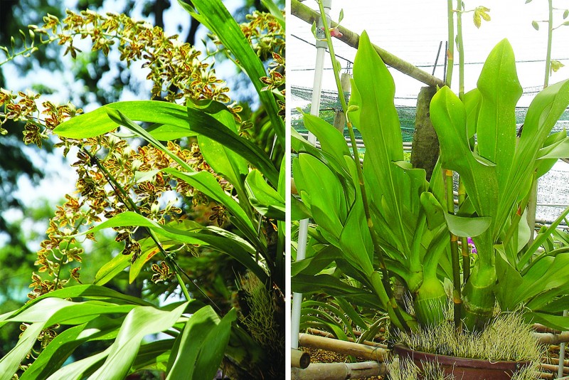Hoàng hậu – Loài lan khổng lồ