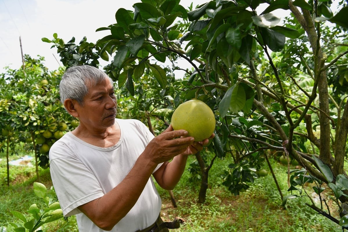 Phát hiện giống “bưởi chum” lạ ở Chương Mỹ, Hà Nội: Có thể là đột biến tự nhiên