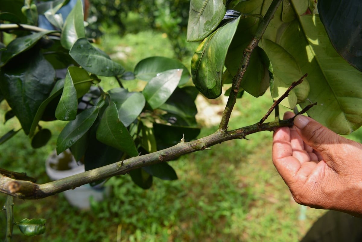 Phát hiện giống “bưởi chum” lạ ở Chương Mỹ, Hà Nội: Có thể là đột biến tự nhiên
