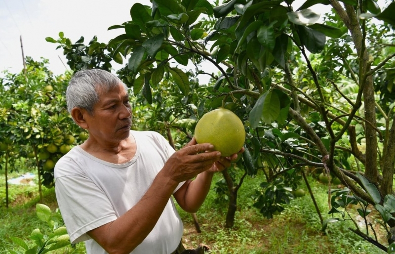 Phát hiện giống “bưởi chum” lạ ở Chương Mỹ, Hà Nội: Có thể là đột biến tự nhiên