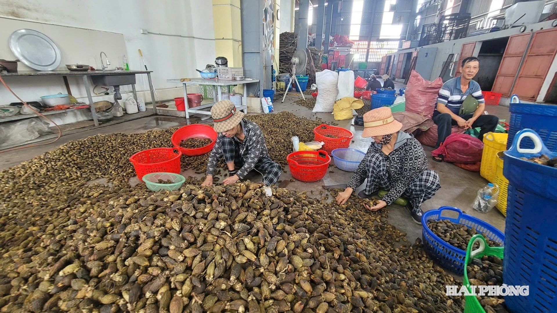 Trồng cây mang lại “hạnh phúc”, dân một làng ở Hải Phòng đổi đời, nhà cao xe sang khắp ngõ