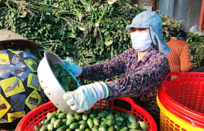 Trồng cây mang lại “hạnh phúc”, dân một làng ở Hải Phòng đổi đời, nhà cao xe sang khắp ngõ