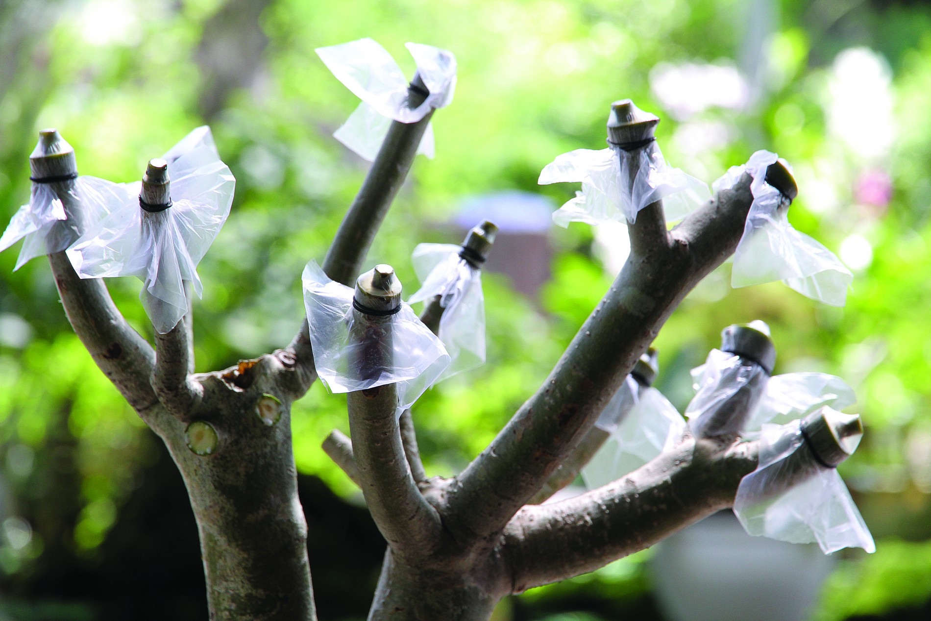 Kỹ thuật ghép sứ