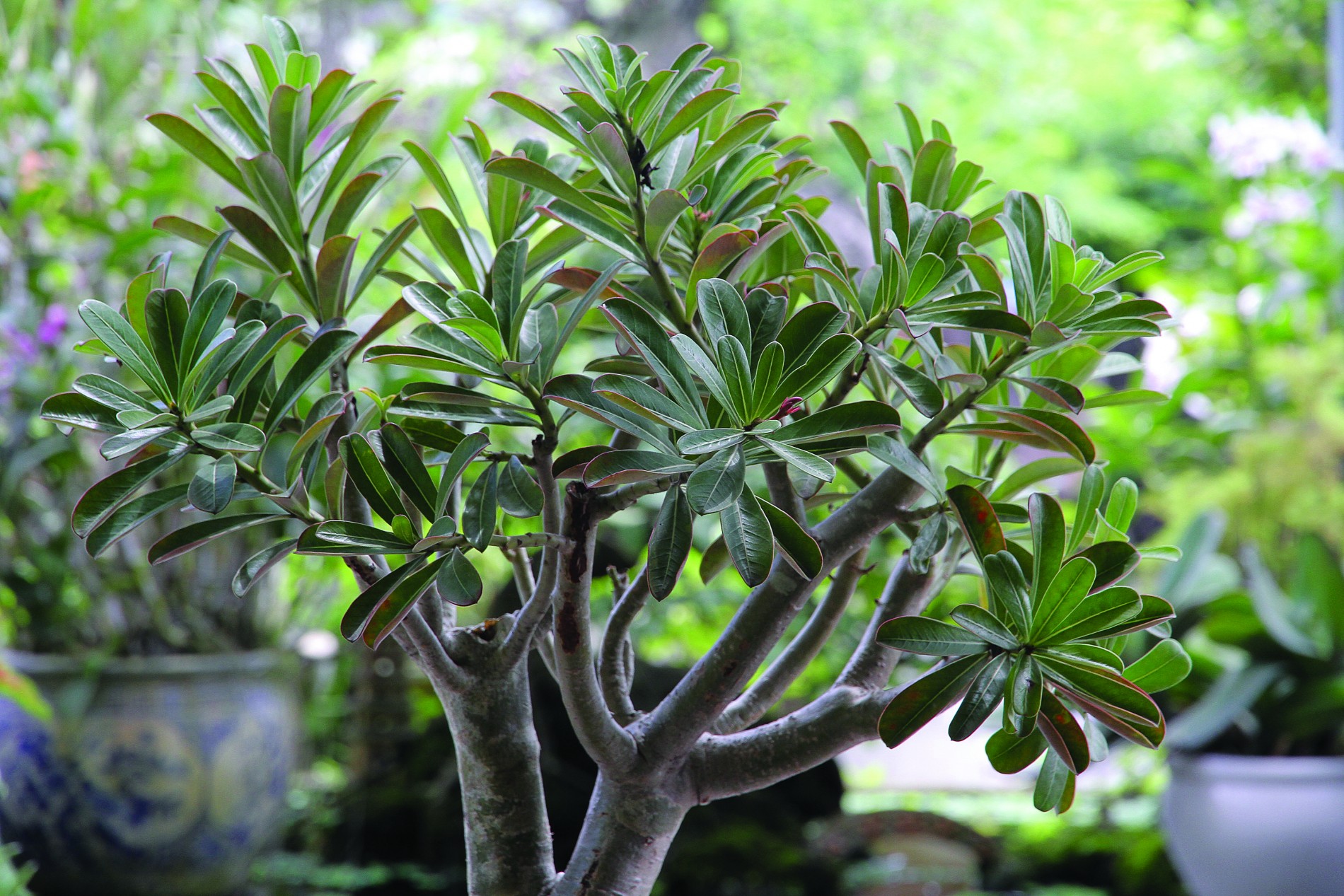 Kỹ thuật ghép sứ