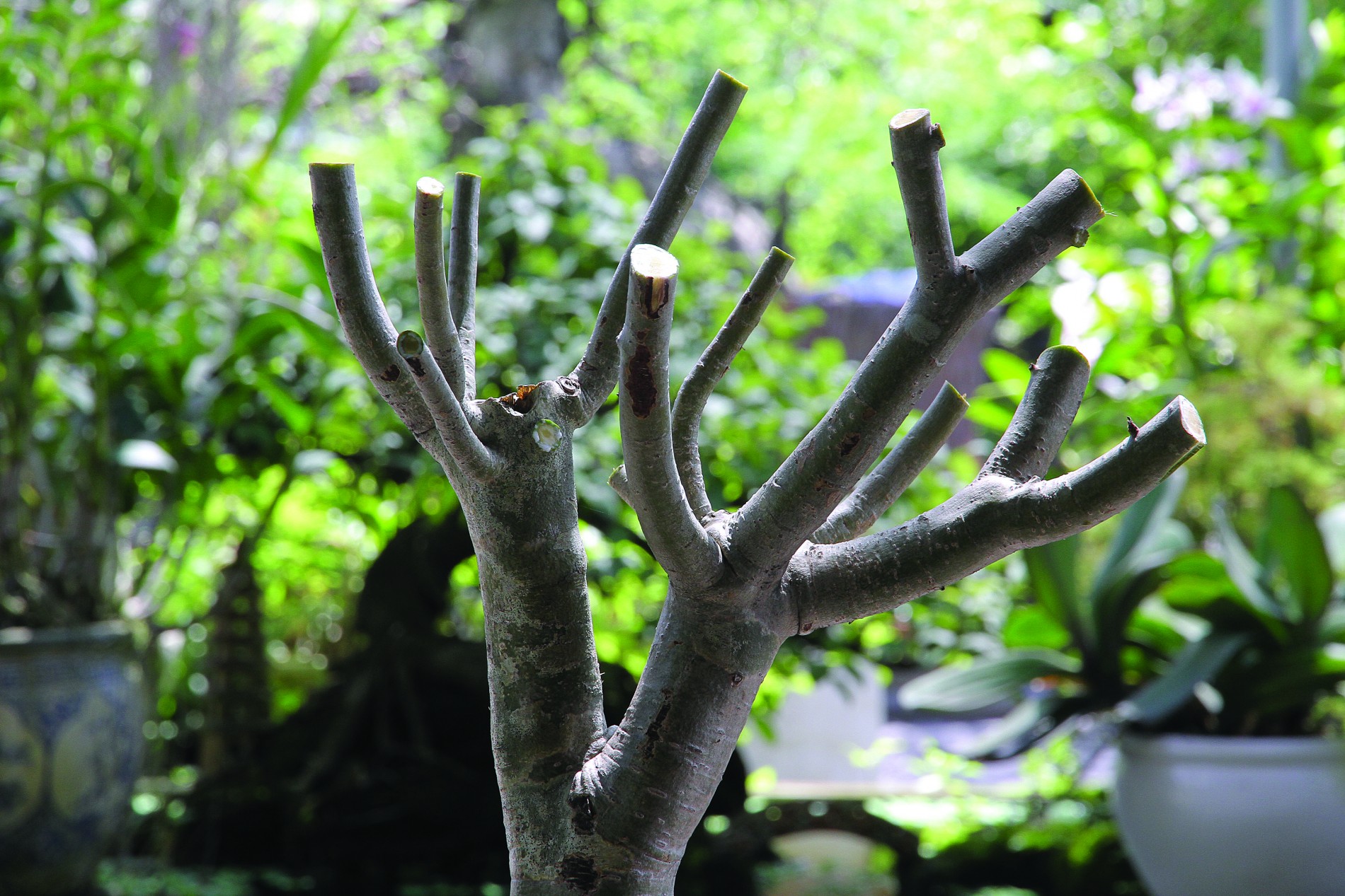 Kỹ thuật ghép sứ
