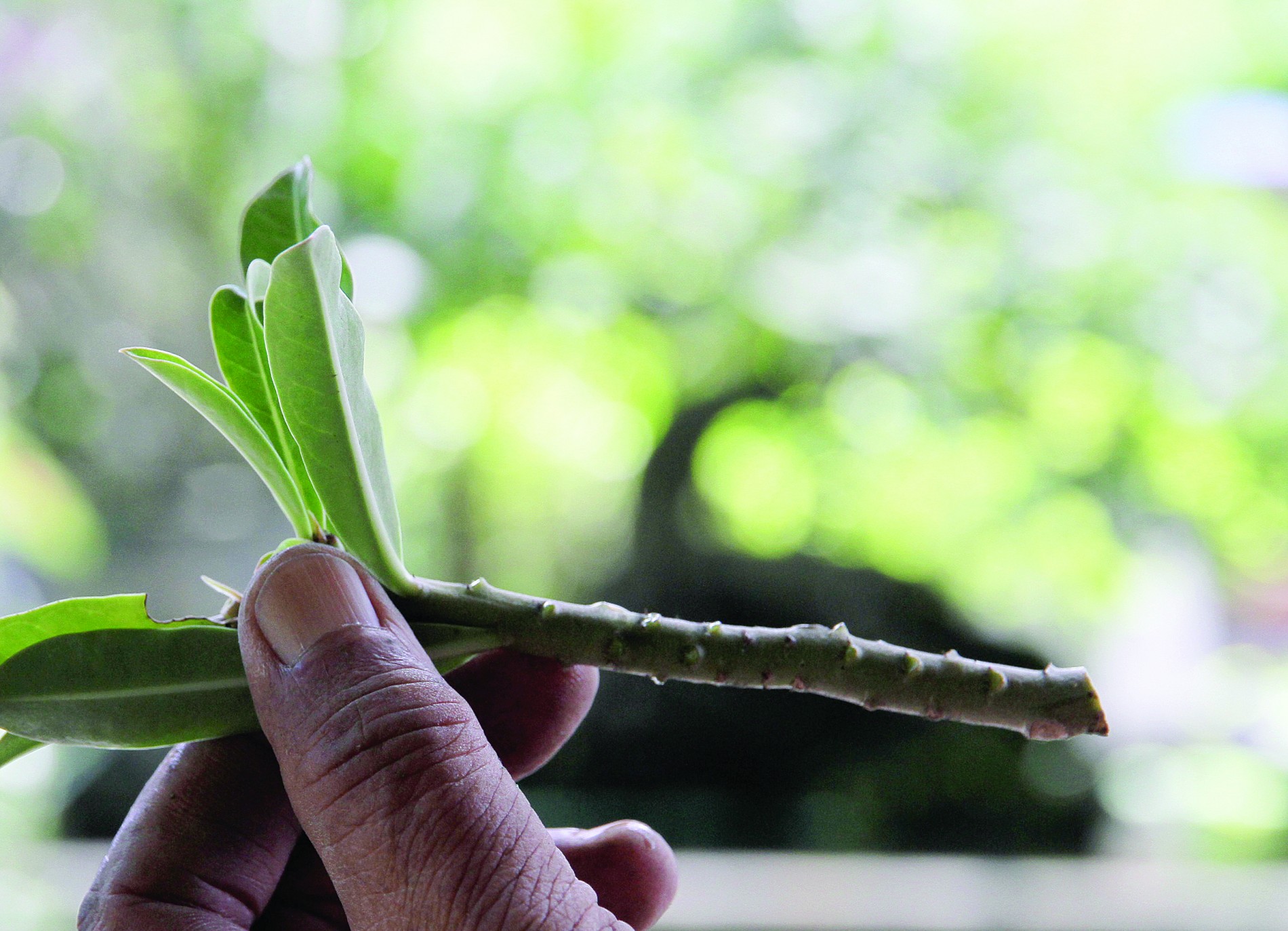 Kỹ thuật ghép sứ