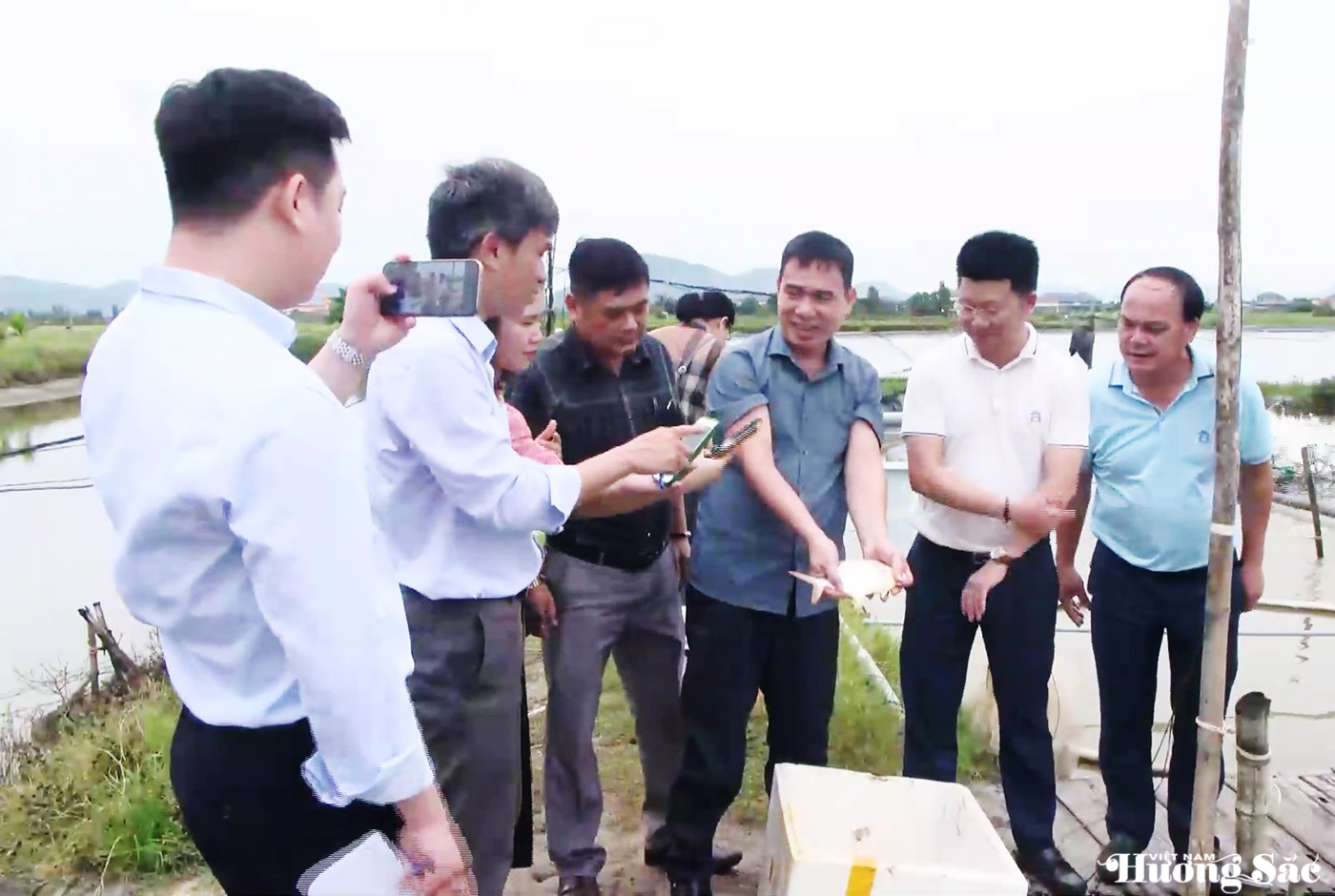 Hà Tĩnh: Cá chim vây vàng – giải pháp cho vùng nuôi tôm kém hiệu quả