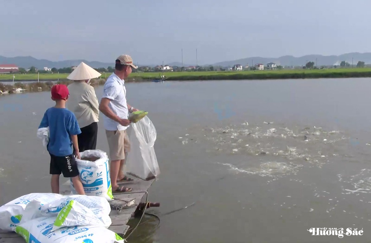 Hà Tĩnh: Cá chim vây vàng – giải pháp cho vùng nuôi tôm kém hiệu quả