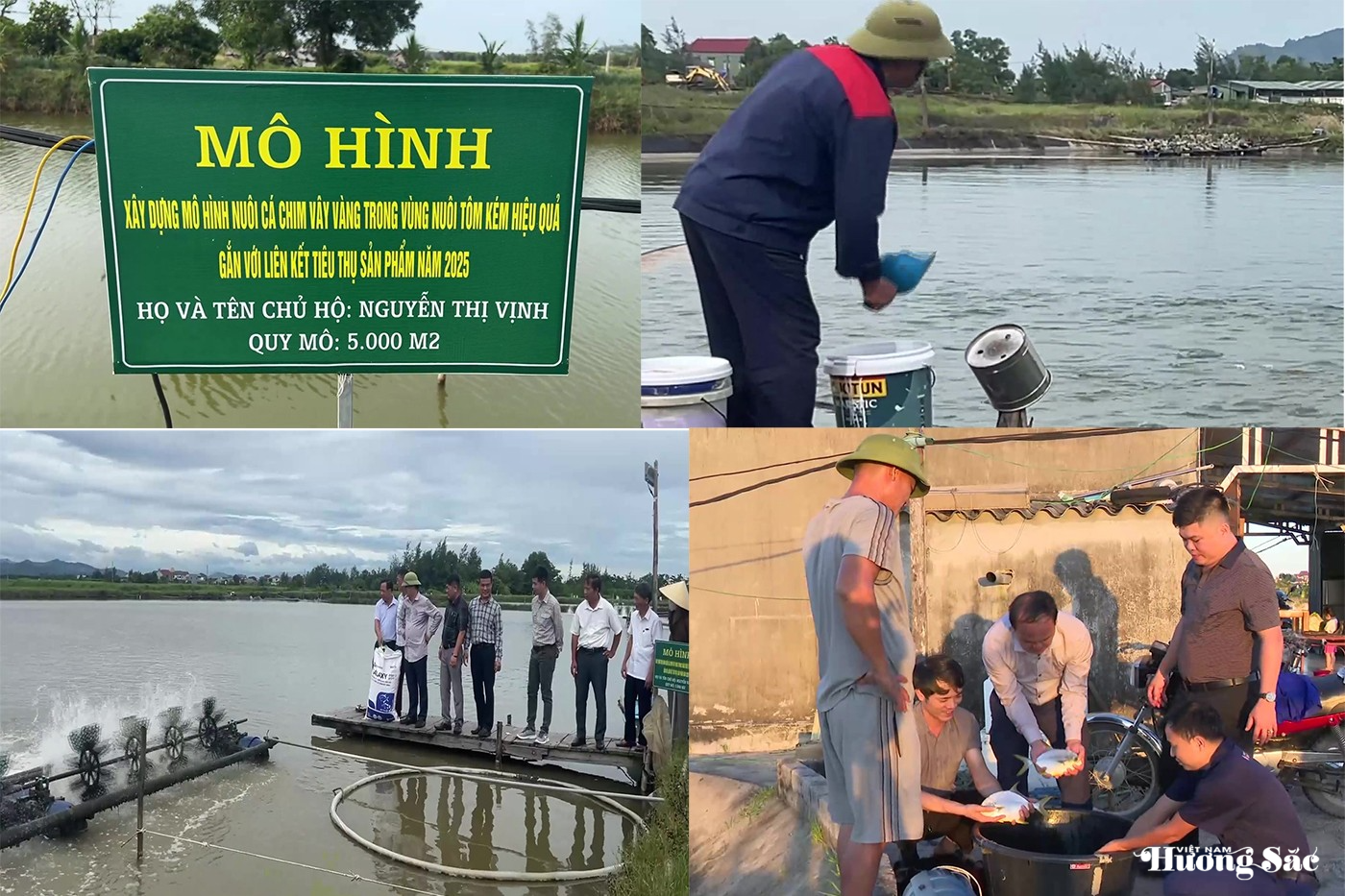 Hà Tĩnh: Cá chim vây vàng – giải pháp cho vùng nuôi tôm kém hiệu quả