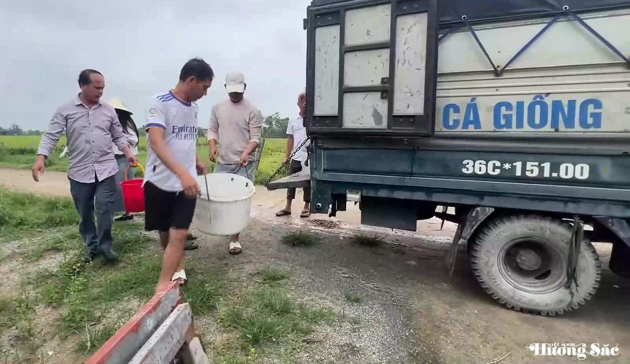 Hà Tĩnh: Cá chim vây vàng – giải pháp cho vùng nuôi tôm kém hiệu quả