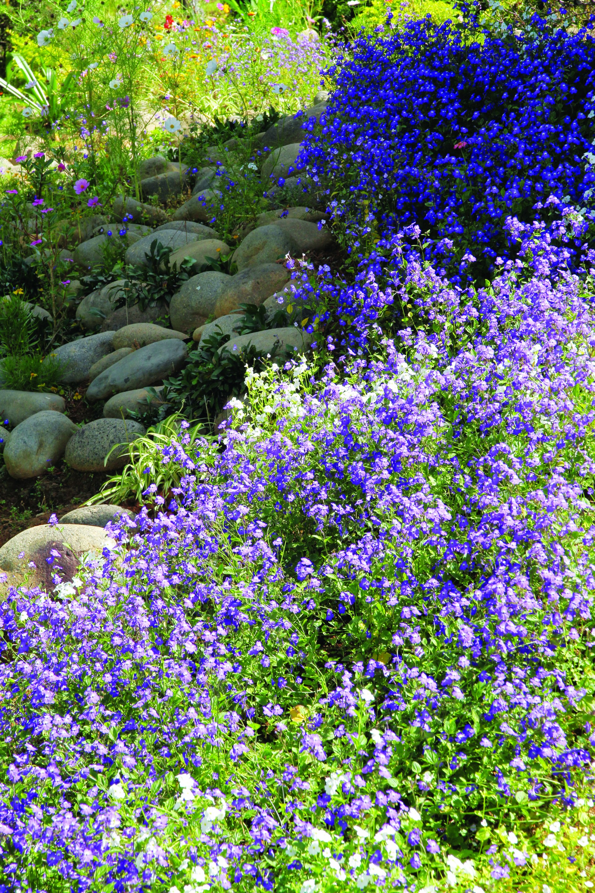 Forget Me Not –  loài hoa của nhiều giai thoại