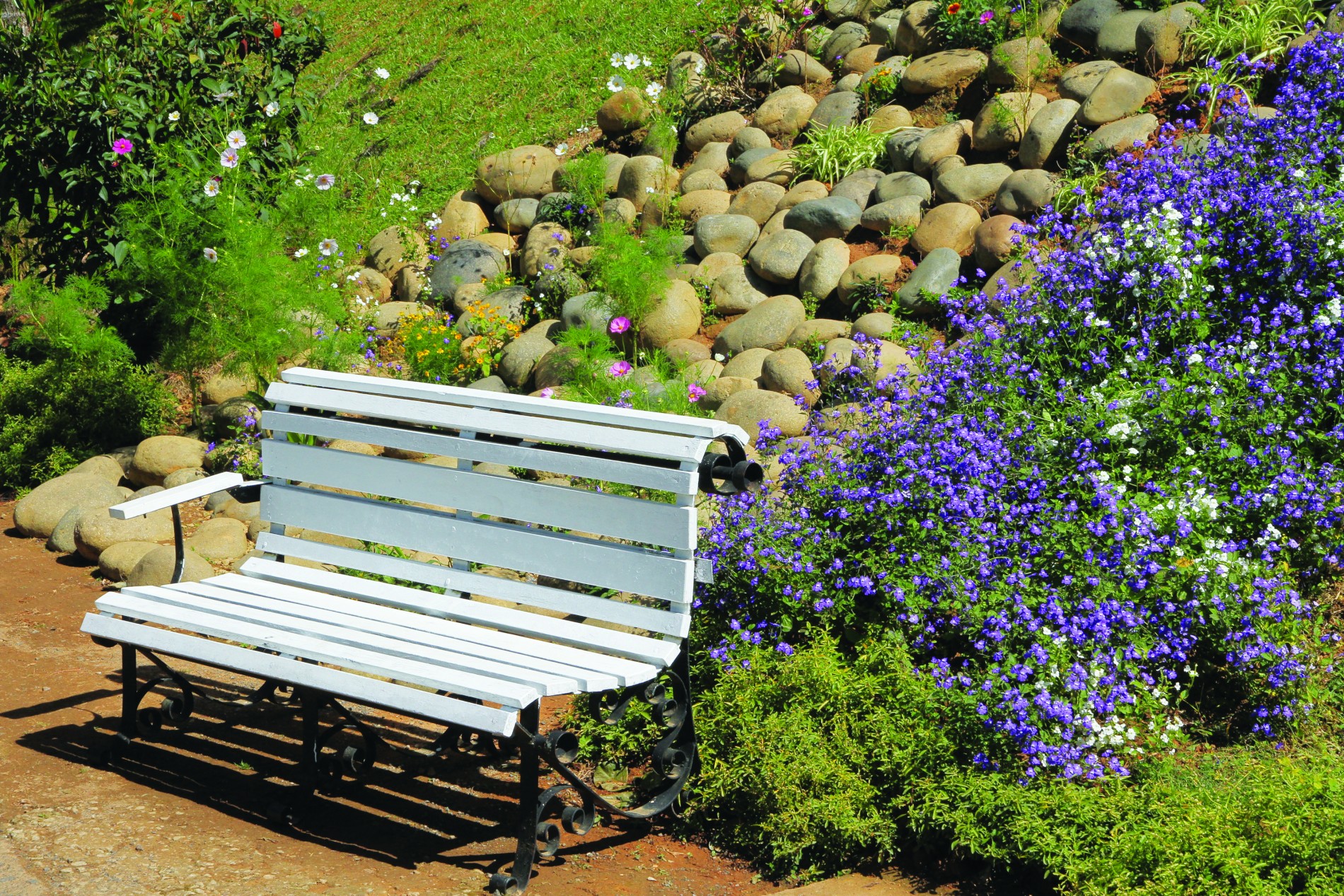 Forget Me Not –  loài hoa của nhiều giai thoại