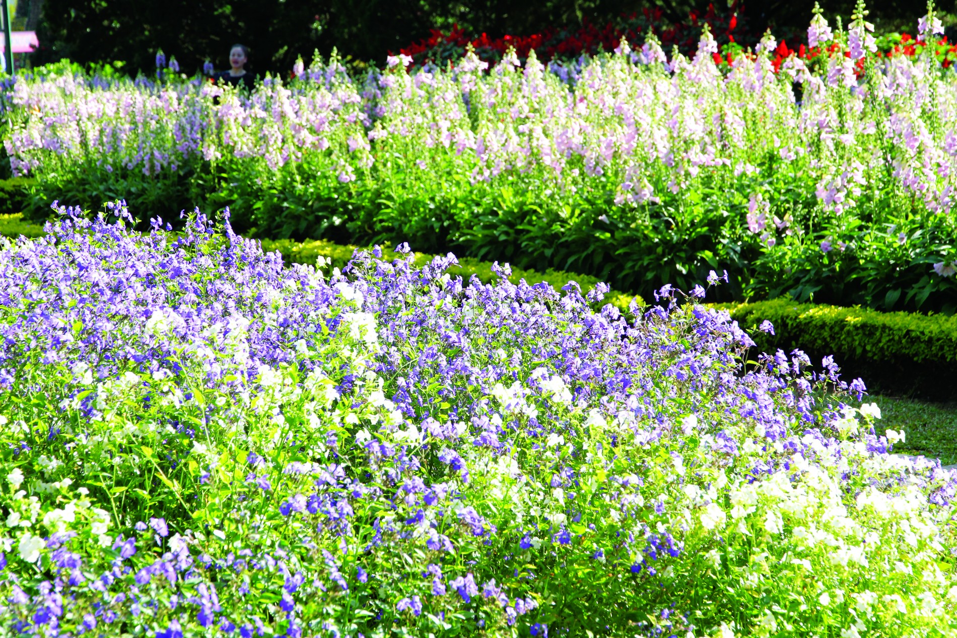 Forget Me Not –  loài hoa của nhiều giai thoại