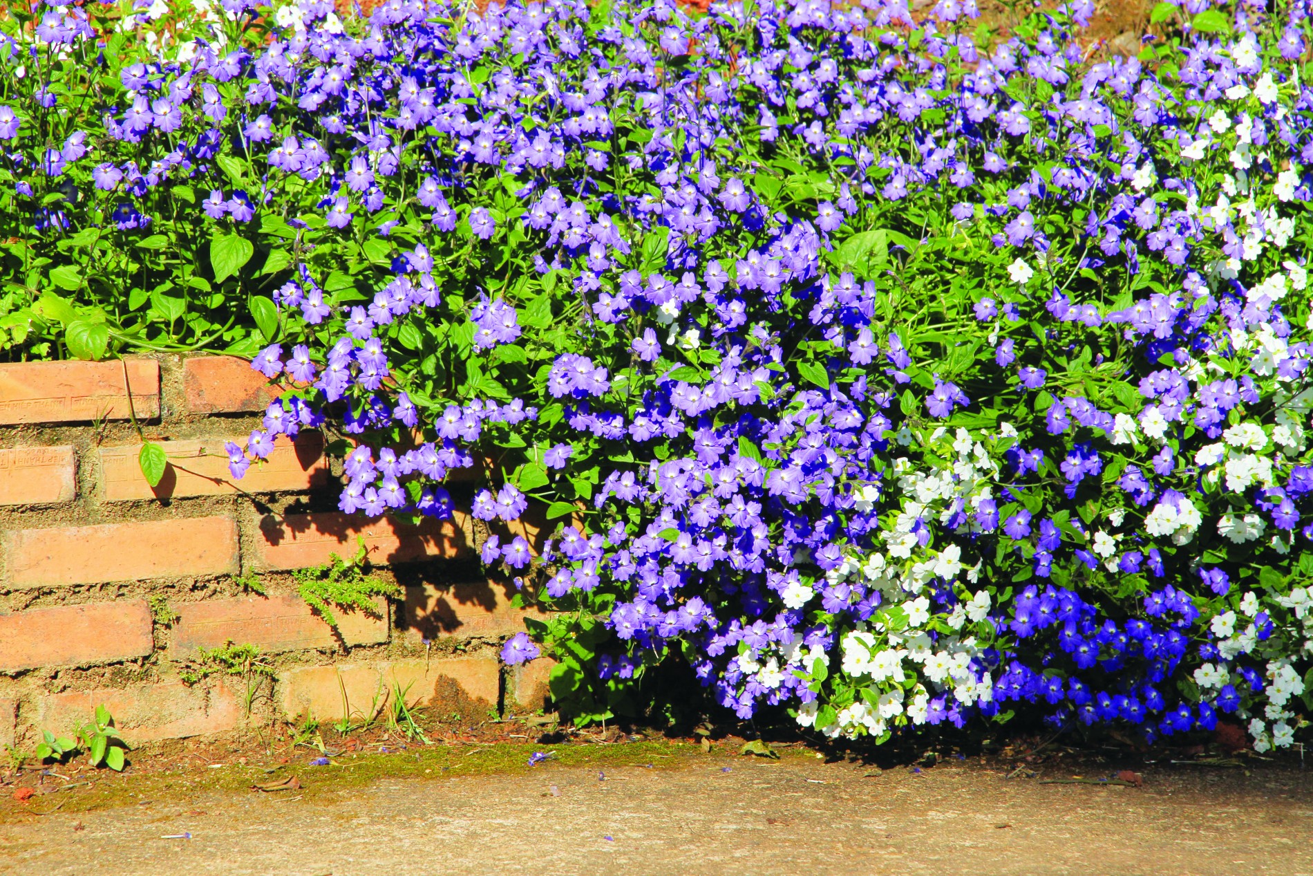 Forget Me Not –  loài hoa của nhiều giai thoại