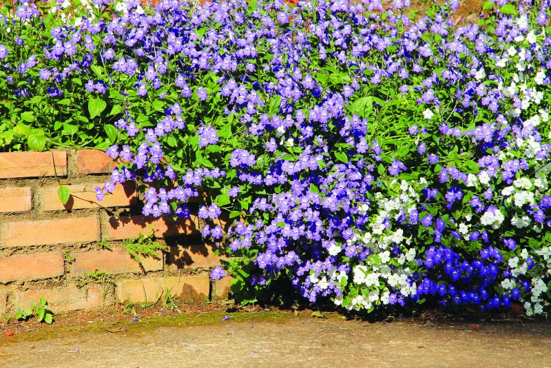 Forget Me Not – loài hoa của nhiều giai thoại