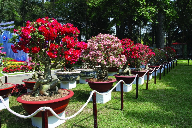 Kỹ thuật ghép sứ