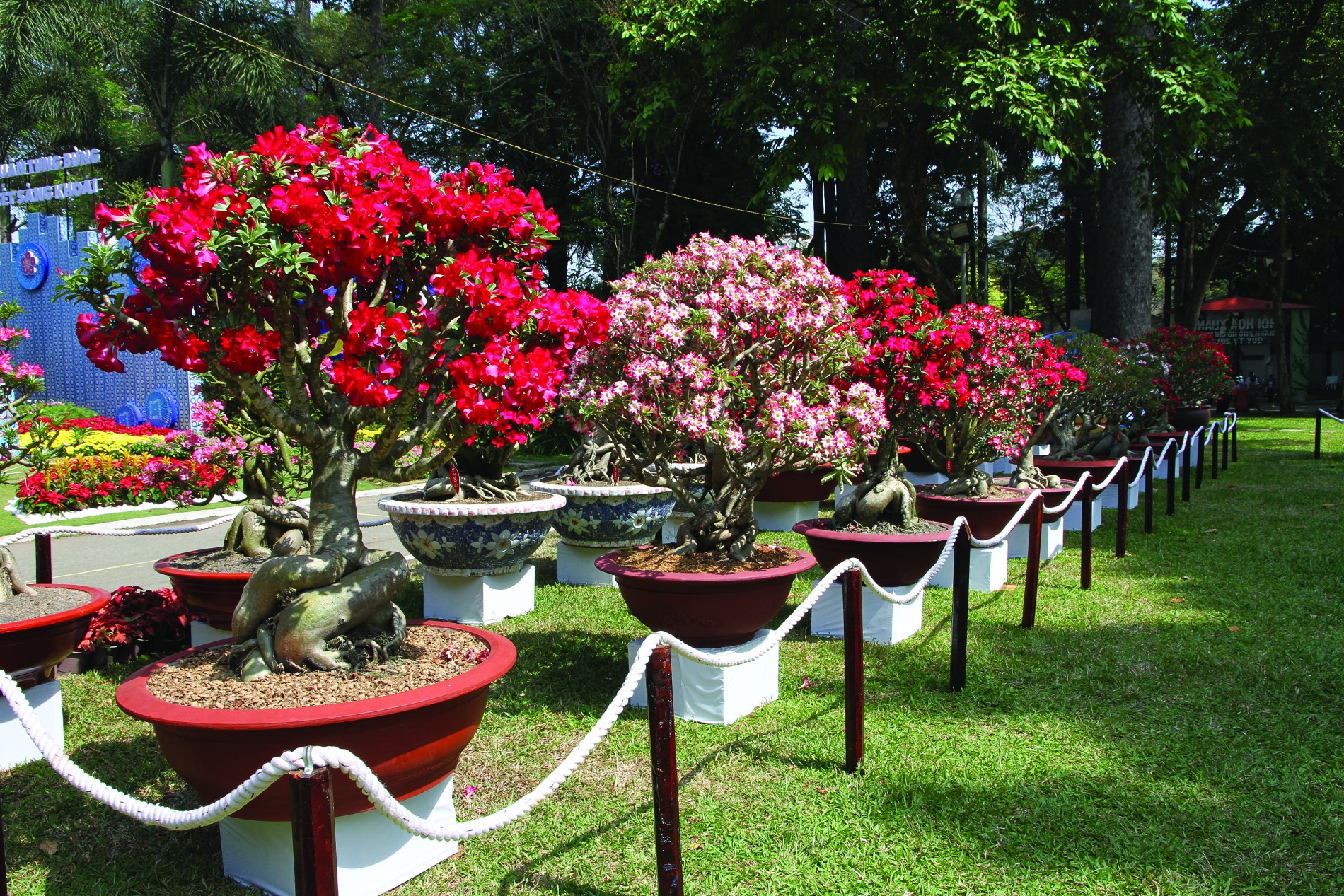 Kỹ thuật ghép sứ