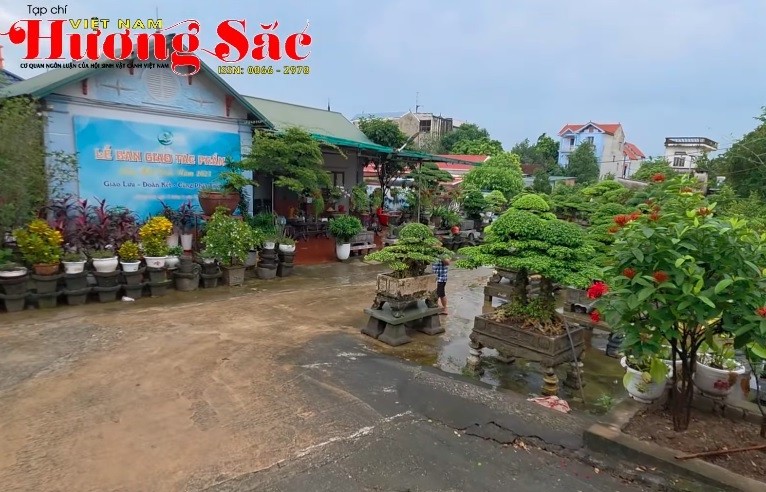 Thăm vườn cảnh đặc biệt bonsai Minh Dưỡng ở Chương Mỹ, Hà Nội