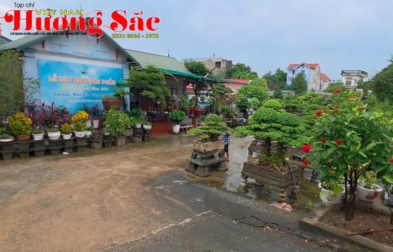Thăm vườn cảnh đặc biệt bonsai Minh Dưỡng ở Chương Mỹ, Hà Nội