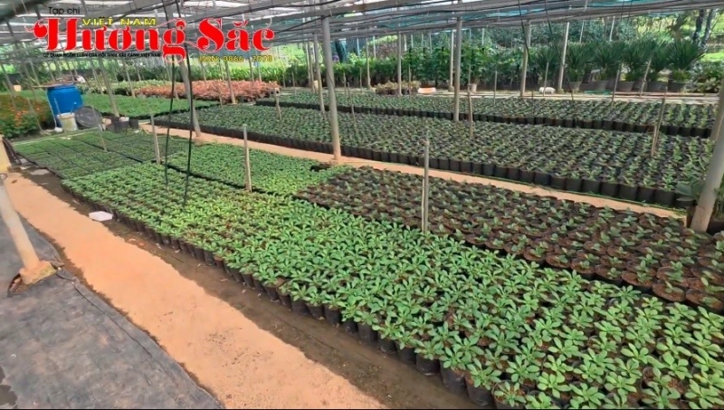 Gặp gỡ những người nông dân sản xuất hoa cây cảnh ở xã Tích Giang, Hà Nội