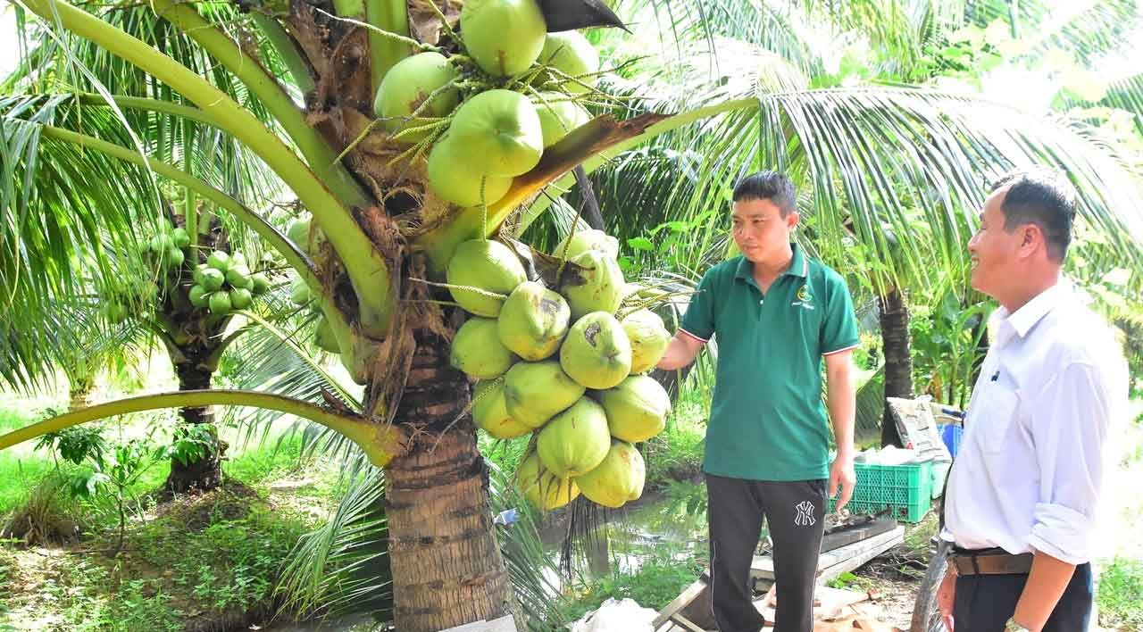 Giống dừa “đặc ruột” trứ danh ở Vĩnh Long: cây thấp, trái to, bán ra là hết hàng