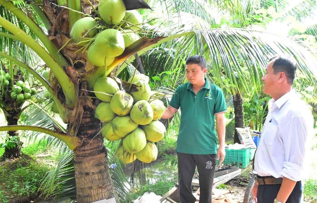 Giống dừa “đặc ruột” trứ danh ở Vĩnh Long: cây thấp, trái to, bán ra là hết hàng