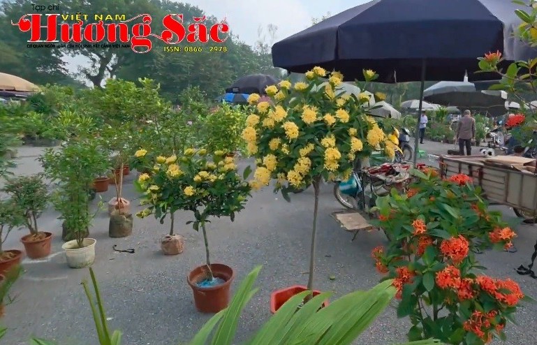 Chợ hoa cây cảnh Sơn Tây - Địa chỉ uy tín giới thiệu sản phẩm cho những người nông dân Hà Nội