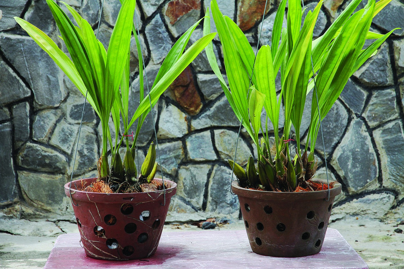 Kỹ thuật tách chiết lan rừng