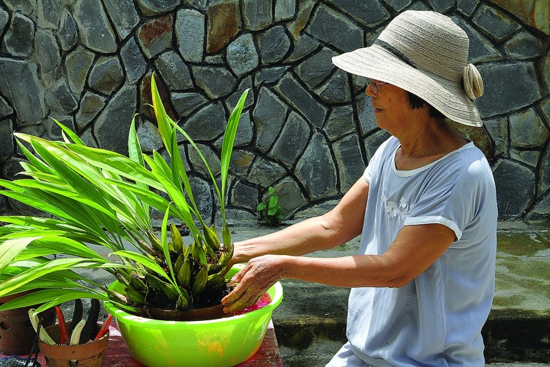 Kỹ thuật tách chiết lan rừng