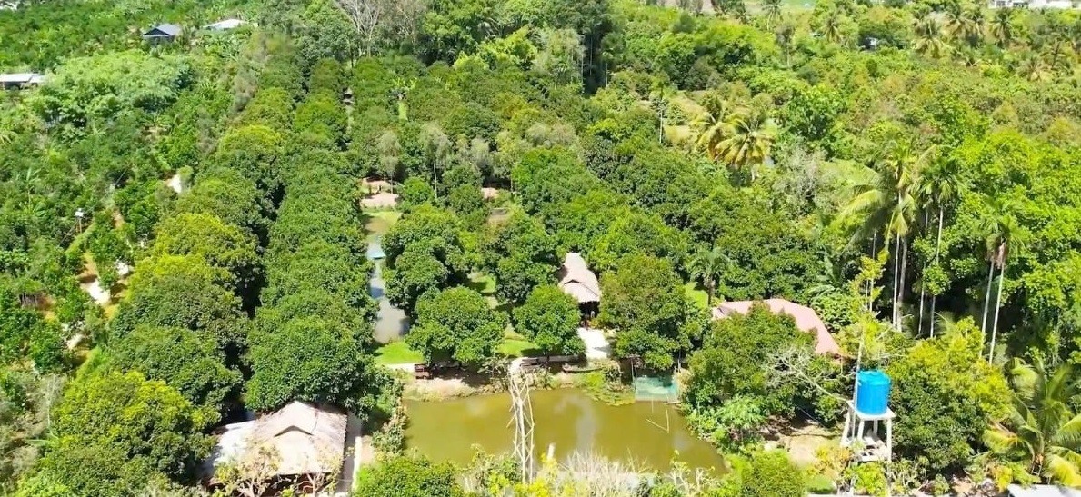 Hai cây măng cụt hơn 100 năm tuổi ở Cần Thơ vẫn sai trĩu quả, thành điểm du lịch hút khách