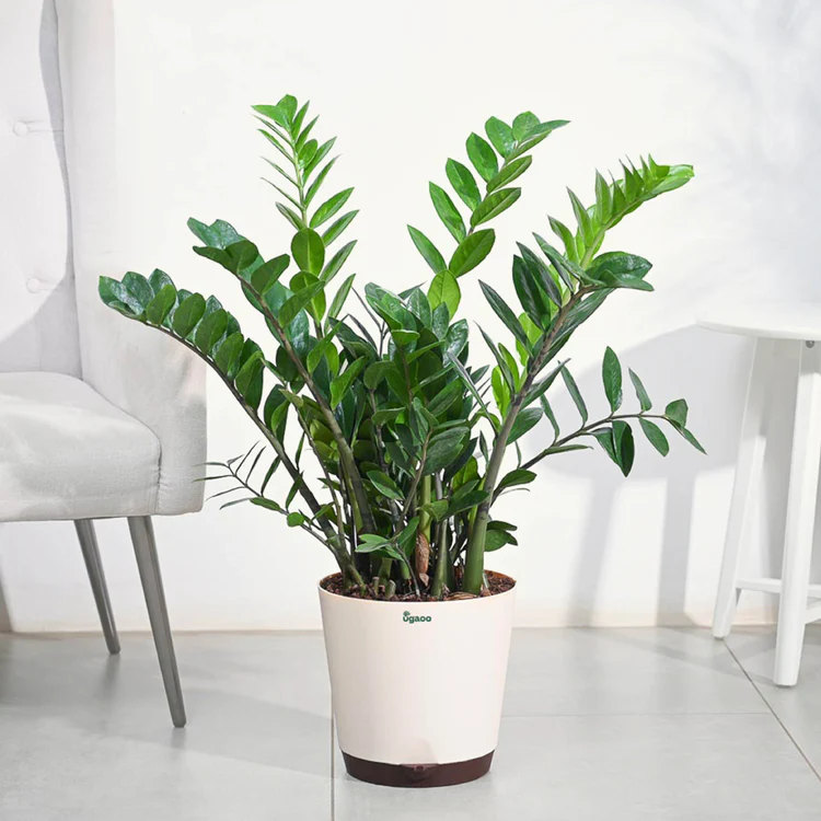 Trồng 4 loại cây này trong nhà: Rắn tránh xa, tài lộc kéo đến