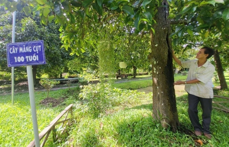 Hai cây măng cụt hơn 100 năm tuổi ở Cần Thơ vẫn sai trĩu quả, thành điểm du lịch hút khách