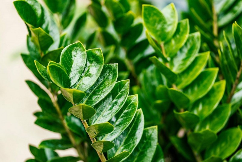 Trồng 4 loại cây này trong nhà: Rắn tránh xa, tài lộc kéo đến