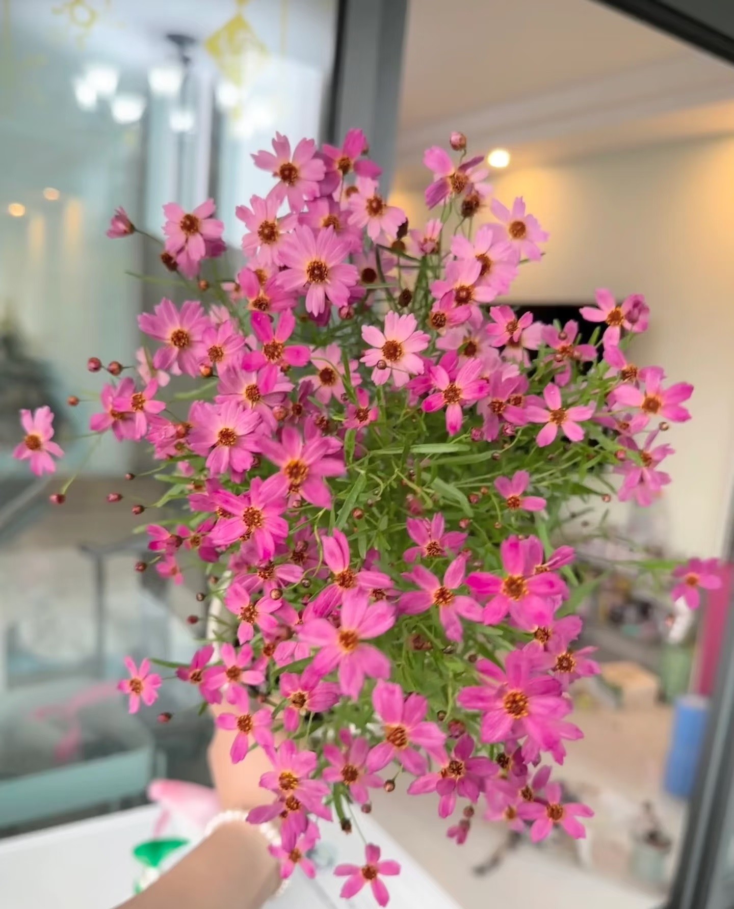 Loài hoa gần như “không có khuyết điểm”: Chịu nóng, chịu lạnh, nở đẹp suốt 8 tháng