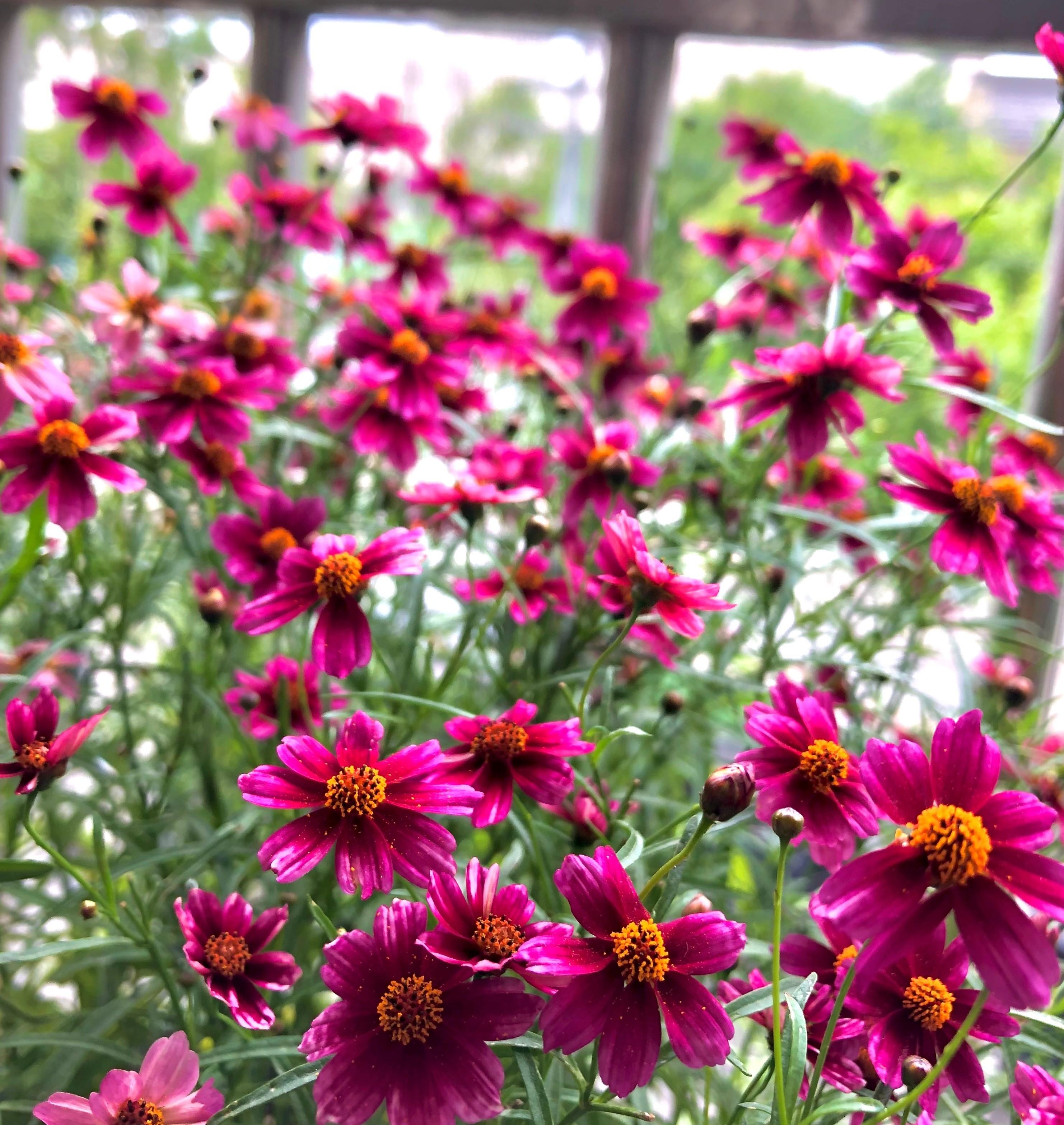 Loài hoa gần như “không có khuyết điểm”: Chịu nóng, chịu lạnh, nở đẹp suốt 8 tháng