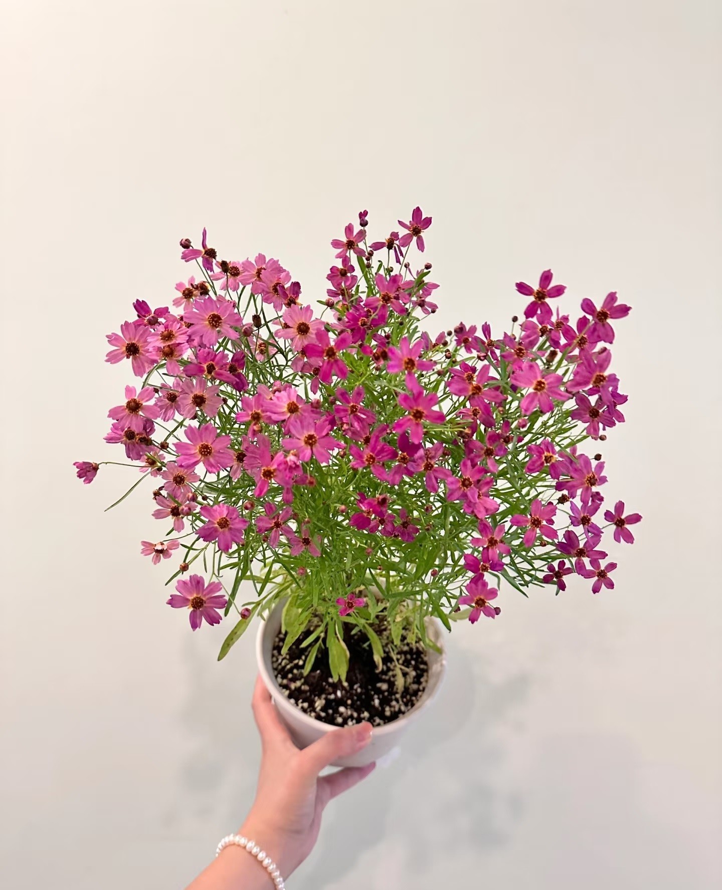 Loài hoa gần như “không có khuyết điểm”: Chịu nóng, chịu lạnh, nở đẹp suốt 8 tháng